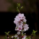 직박구리와 벚꽃 이미지
