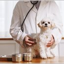 아담스펫 강아지분양 고양이분양 강남점 이미지