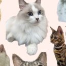 고양이카페 이미지