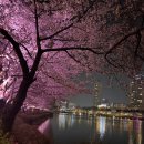 호수풍경 | 석촌호수 벚꽃 야경 후기, 낮 풍경까지 (주차정보)