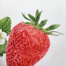 보타니컬아트(식물세밀화) 이미지