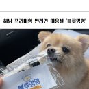 강아지 미용실 | 하남 반려견 미용실 추천 ‘블루멍멍’ 강아지 스파 목욕 후기