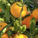 녹산2농장 이미지