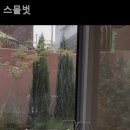 스몰벗