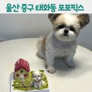 반려동물을 위한 수제간식&아로마제품 제작반 | 울산 수제 애견간식 포포픽스 커스텀케이크 후기