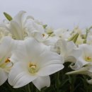 매화영농조합법인 이미지