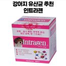 인트라젠 이미지