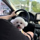 탐스럽개 | [경남 밀양] 애견동반 프라이빗 독채 카라반 "탐스럽개" 1일차