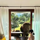 리버사이드 | [태국 치앙마이] 코끼리가 모닝콜해주는, 타완리버사이드 후기