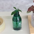 유리병 재활용 수경재배 체험 | 물꽂이 성공하는 방법, 삽목, 식물 번식, 수경재배하는 법, 화분 고르기