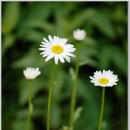 달맞이 펜션 이미지