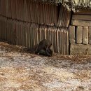 명랑핫도그갈마점 | 어쩌다 보니 1월 총정리