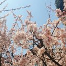 서울 벚꽃 희우정로 합정- 망원 개화현황, 방문팁
