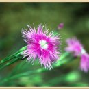 한백농장 이미지