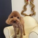 애견샵 컬리독 이미지