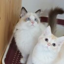 고양이분양은 노블캣 랙돌놀숲분양캐터리 대전점 이미지