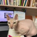 신만두가 이미지