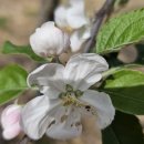 명성메딕스 이미지