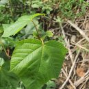 경화농장 이미지