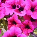 두꺼비농장 이미지