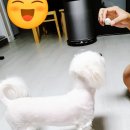 도기얌얌 이미지