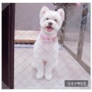 앙쥬르펫살롱 이미지