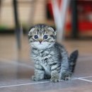 고양이샵 이미지