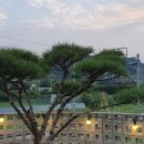 클럽더독스 이미지