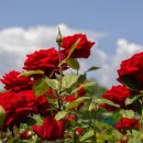 삼척시 문화예술회관 광장 | 삼척 장미공원 야간개장 시간·셔틀버스 완벽 정리 – 2026 최신판