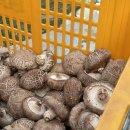 안진농장 이미지