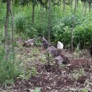 고센숲농장 이미지