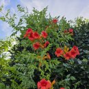 위미 모루왓 이미지