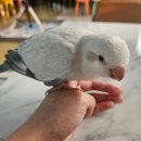 버드소리 대구수성점 이미지