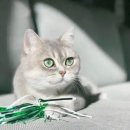 LOVELY CAT 이미지