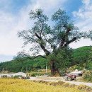 회화나무 Daum카페