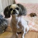 댕댕이미용실 이미지