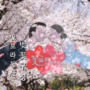 시청별관앞 꽃보라동산 | 대구 꽃보라동산 주차 벚꽃 4월 꽃구경 실시간