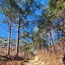[울진 응봉산]100대명산 80좌