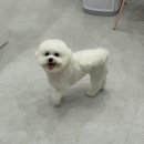 이뻐질개 애견미용실 이미지