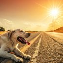 행복한 산책 이미지