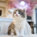 그루밍캣 압구정점 | 이세상 귀여움이 아닌 노르웨이숲고양이분양