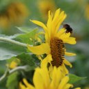 노화해바라기 이미지