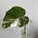 (주)마이라이프밸런스