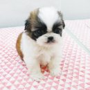 루이앤독스 이미지