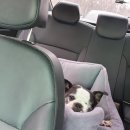 노엘동물병원 이미지