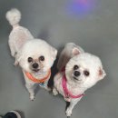 조아 뮤직 복싱클럽 네이버블로그