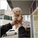 대구강아지분양 홍스퍼피 이미지