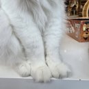 냥이 싸롱 | 은행동 고양이카페 냥이싸롱 아이들과 다녀온 후기 내돈내산