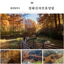 11/15(토)장태산★메타+단풍★28인승 리무진★대청호 5백리길(명상정원)★메리골드,대형카페★대전중앙시장 이미지