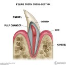 강동큰숲동물병원 이미지